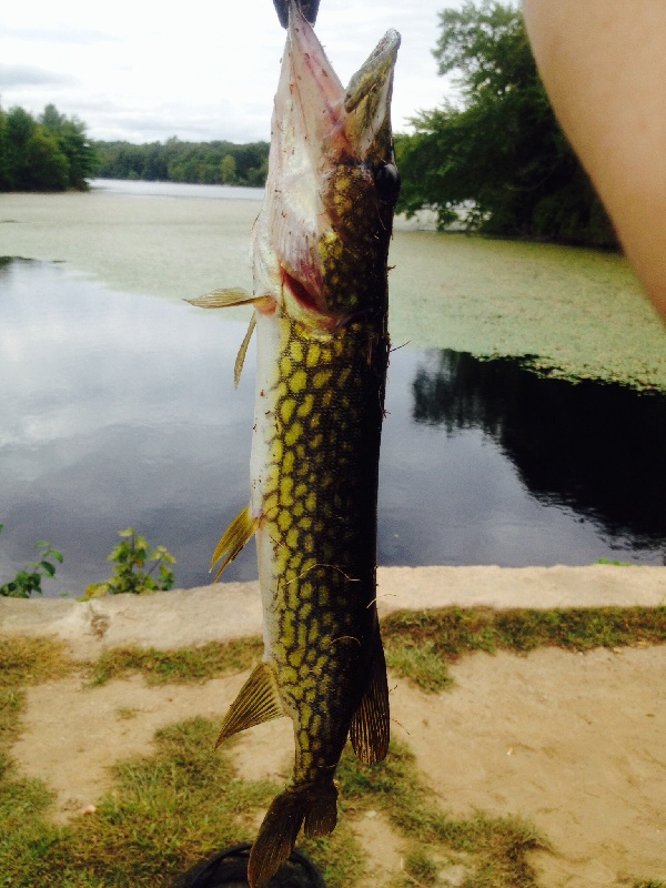 Big pickerel from wincheck