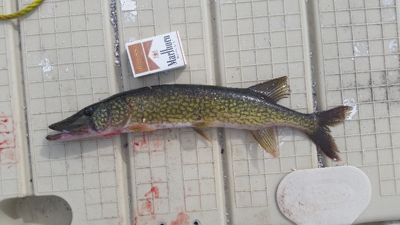 huge pickerel at watchaug