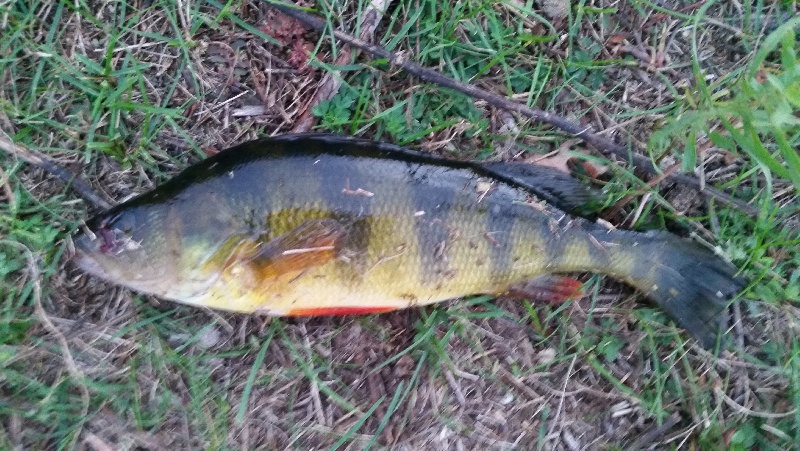 asa pond yellow perch