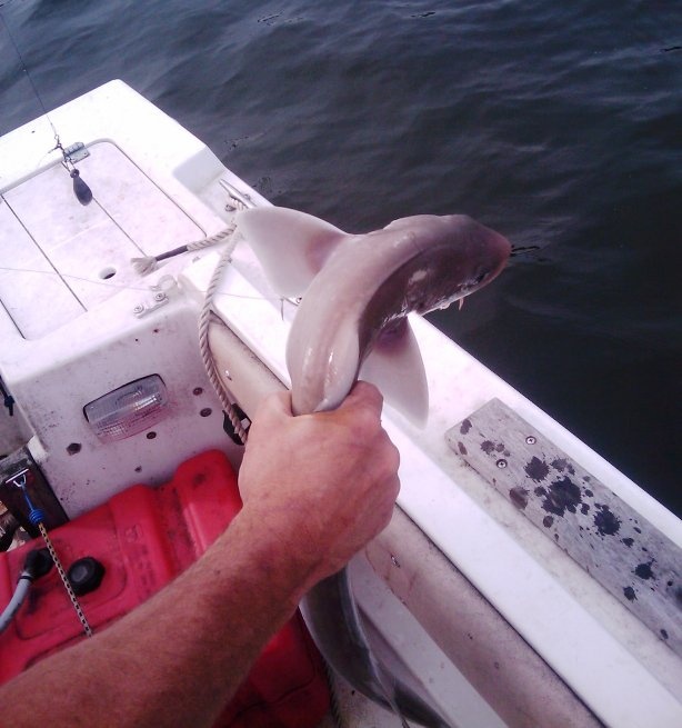 dogfish near Jamestown