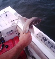 08/08/09 - Narragansett Bay - Rhode Island Fishing Report