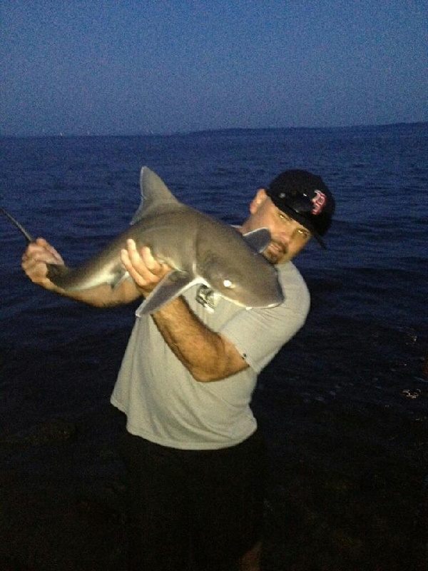 Sand bar shark