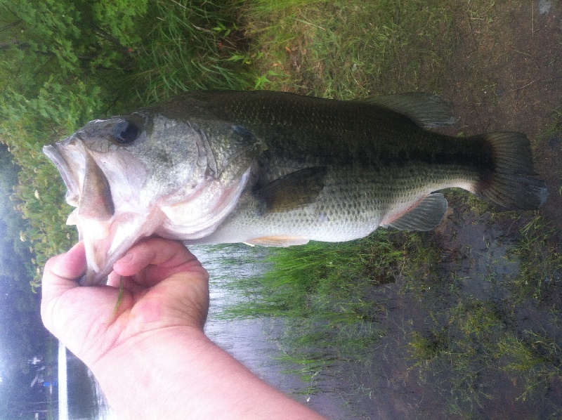 5lber