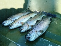 Opening Day RI Fishing Report