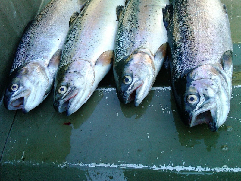 TROUT HEADS CLOSEUP! near Barrington