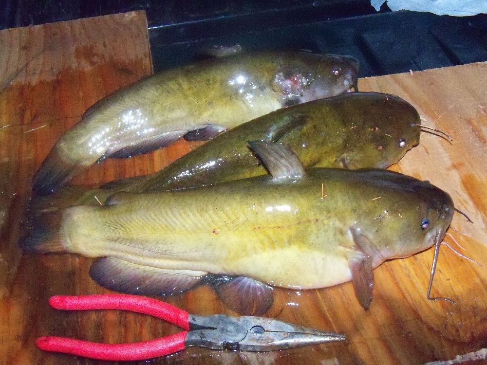 Yellow Bullhead