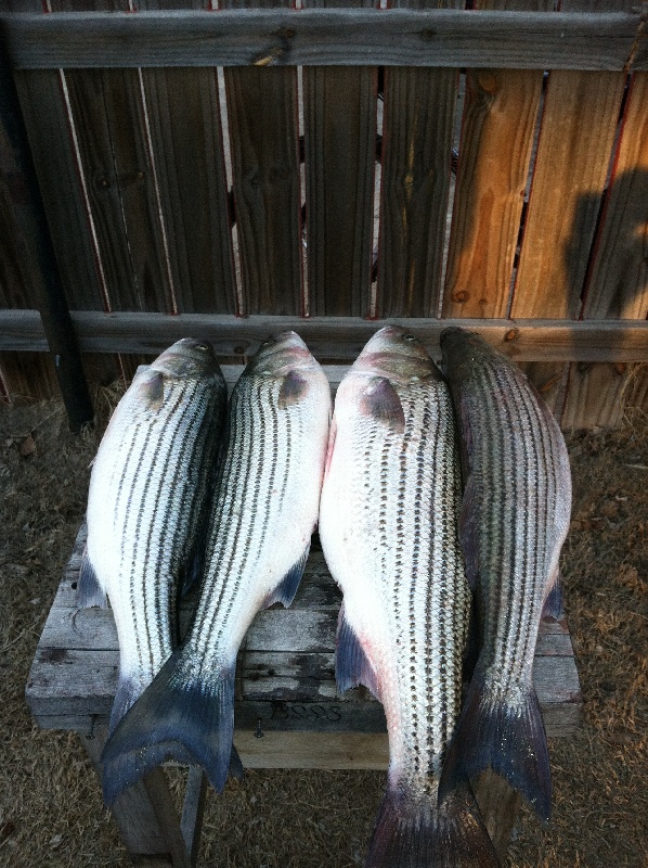 striper